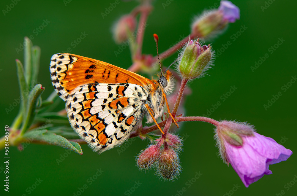 Obraz premium Macro shots, Beautiful nature scene. Closeup beautiful butterfly sitting on the flower in a summer garden.