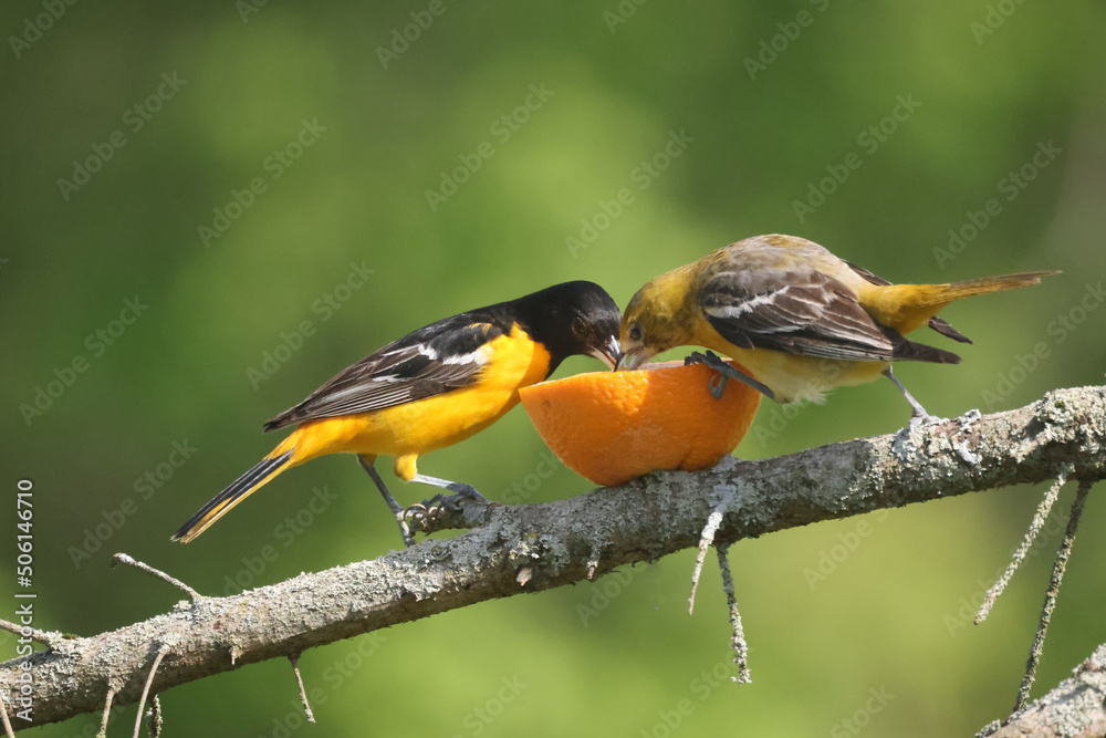Baltimore oriole mated pair eating oranges and grape jelly and fighting over food but then sharing
Baltimore oriole mated pair eating oranges and grape jelly and fighting over food but then sharing