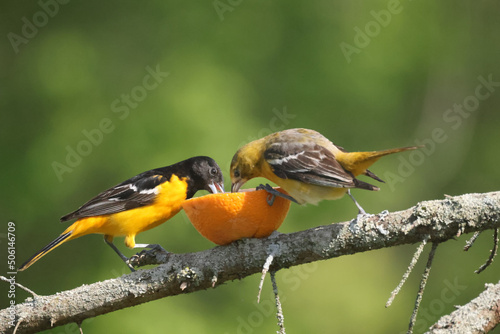 Εκτύπωση καμβά Baltimore oriole mated pair eating oranges and grape jelly and fighting over foo