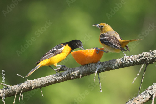 Baltimore oriole mated pair eating oranges and grape jelly and fighting over food but then sharing 