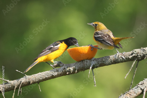 Φωτογραφία Baltimore oriole mated pair eating oranges and grape jelly and fighting over foo