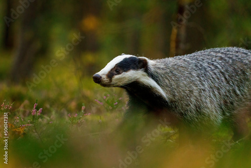 Badger in autumn forest. Wild European badger, Meles meles, in green pine forest. Hungry badger sniffs about food in moor. Beautiful black and white striped beast. Cute animal in nature habitat.