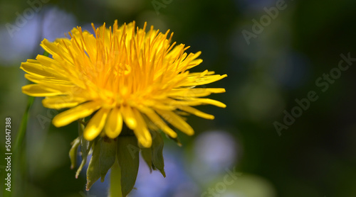 common dandelion