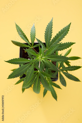 Marijuana leaves  cannabis on a yellow background  beautiful background  indoor cultivation  top view