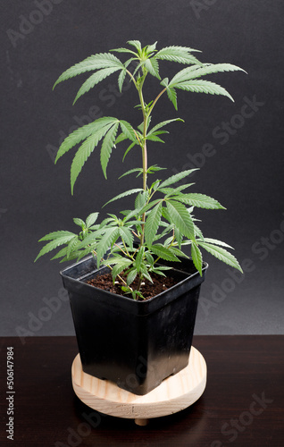 cannabis marijuana plant on a dark black isolated background, wallpaper or themed photo to legalise marijuana