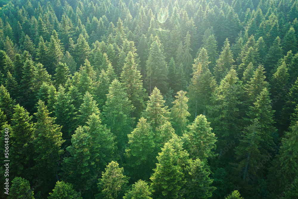 Aerial view of green pine forest with dark spruce trees. Nothern woodland scenery from above - obrazy, fototapety, plakaty 