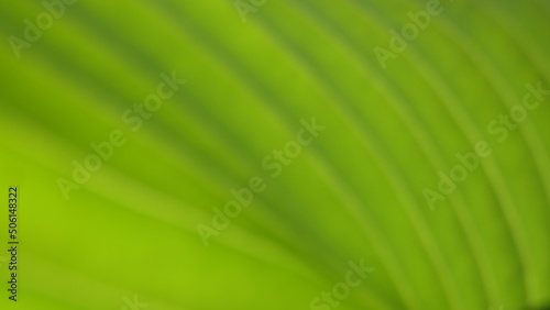 blurred green leaf background