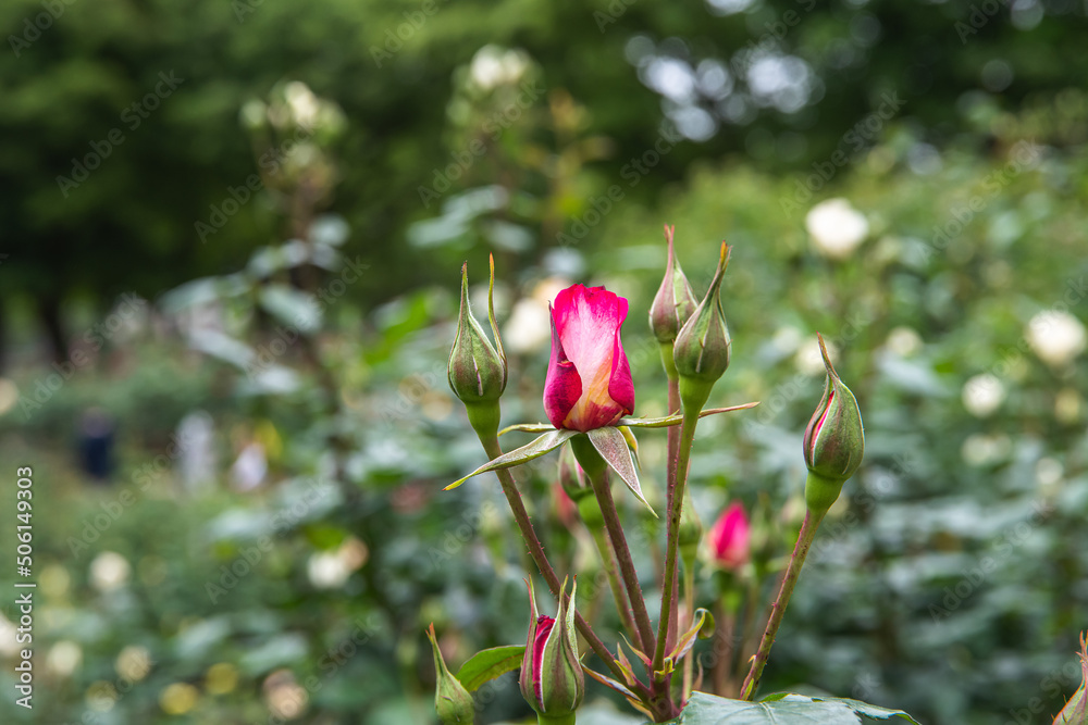 薔薇園の薔薇の花 薔薇園の薔薇の花