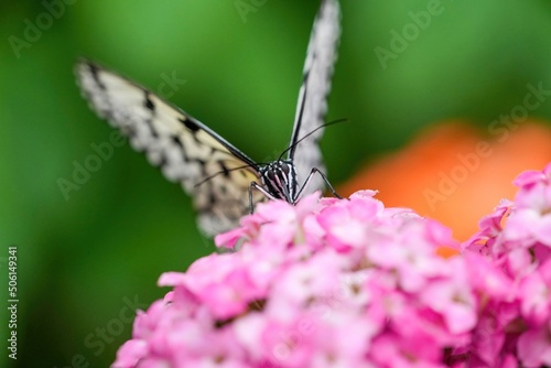 カラフルな花の蜜を吸うオオゴマダラチョウ
