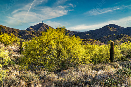 Palo Verde trees light up the desert landscape 