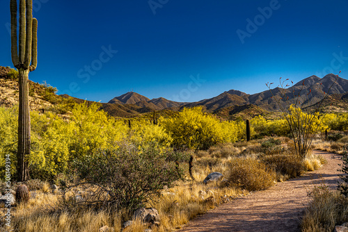 A trail to the mountains in the Arizona desert