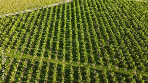 Apple orchard in State of Washington