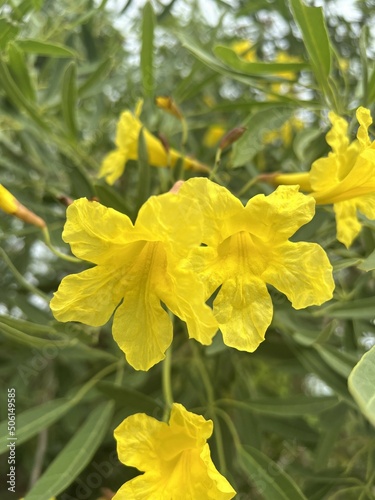 yellow flower in nature garden