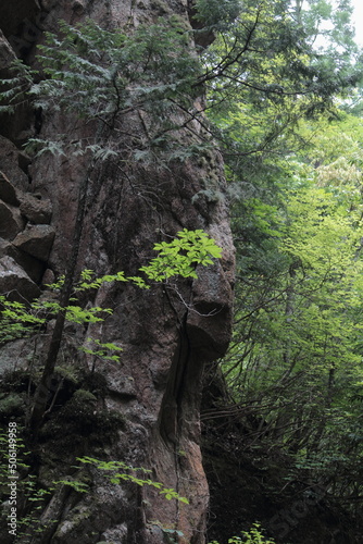 森の中の大きな岩と新緑