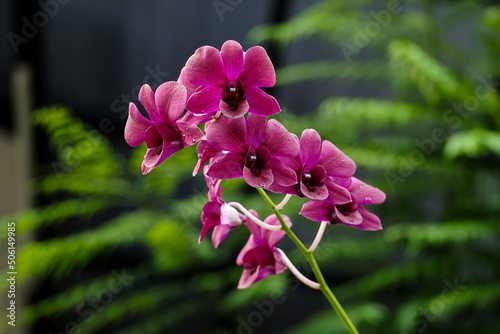 purple orchid blossom in the graden