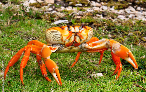 Cardisoma guanhumi, also known as the blue land crab, is a species of land crab found in tropical and subtropical estuaries and other maritime areas of Caribbean.  photo
