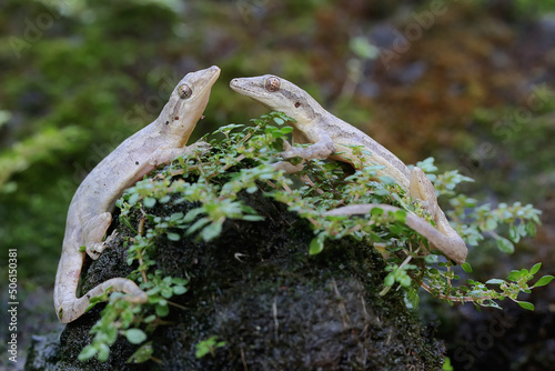 Two flat tailed house geckos are basking in a moss-covered fence wall. This reptile has the scientific name Hemidactylus platyurus. photo