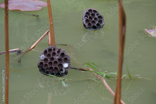 池に浮かぶ蓮の実の抜け殻 photo