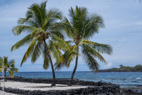 Palm trees swaying on the beach with blue ocean, white sand and lava rock. © Ball Studios