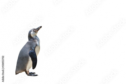 Penguin standing isolated on white background.