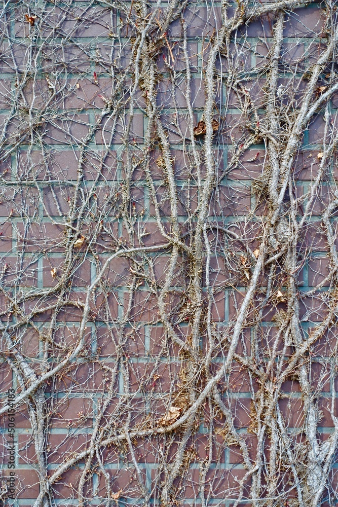 Obraz premium レンガの壁に絡まる枯れた蔦