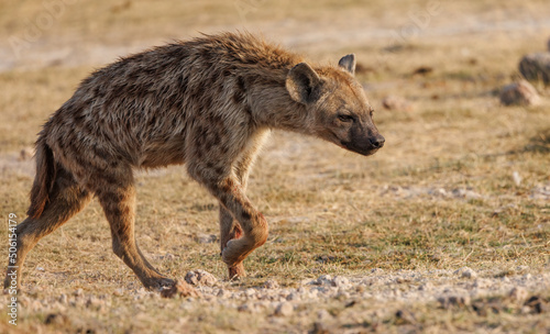 Hyena in Amboseli National Park, Africa