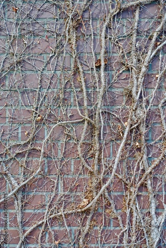 レンガの壁に絡まる枯れた蔦 © Matsudondon