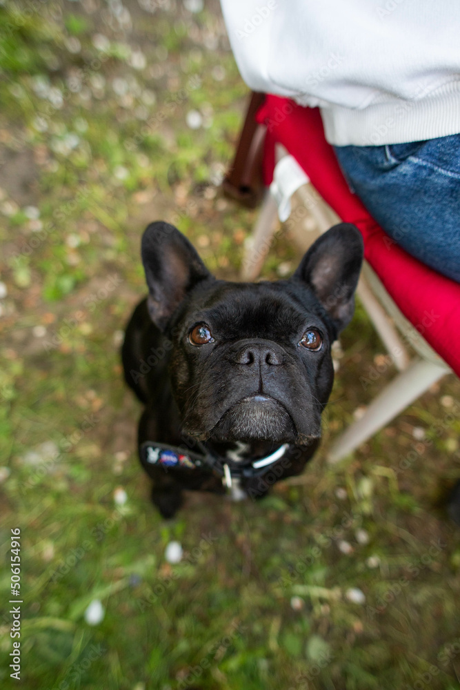 french bulldog dog sitting and looking at the camera