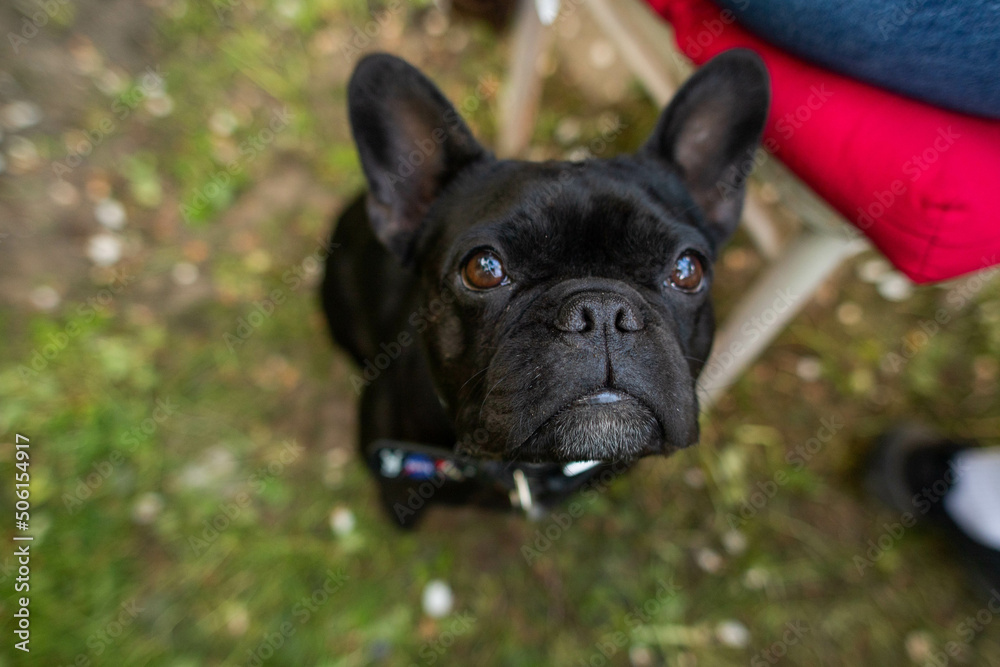 french bulldog dog sitting and looking at the camera