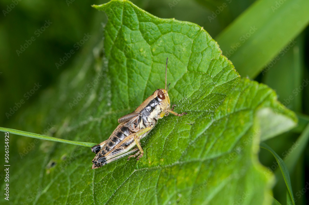 Green-Legged Grasshopper resting on green plant in the spring. Green-Legged Grasshopper resting on green plant in the spring.