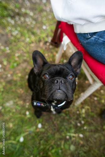 Fototapeta Naklejka Na Ścianę i Meble -  french bulldog dog sitting and looking at the camera