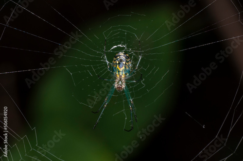 Orchard Orbweaver spider in its web.