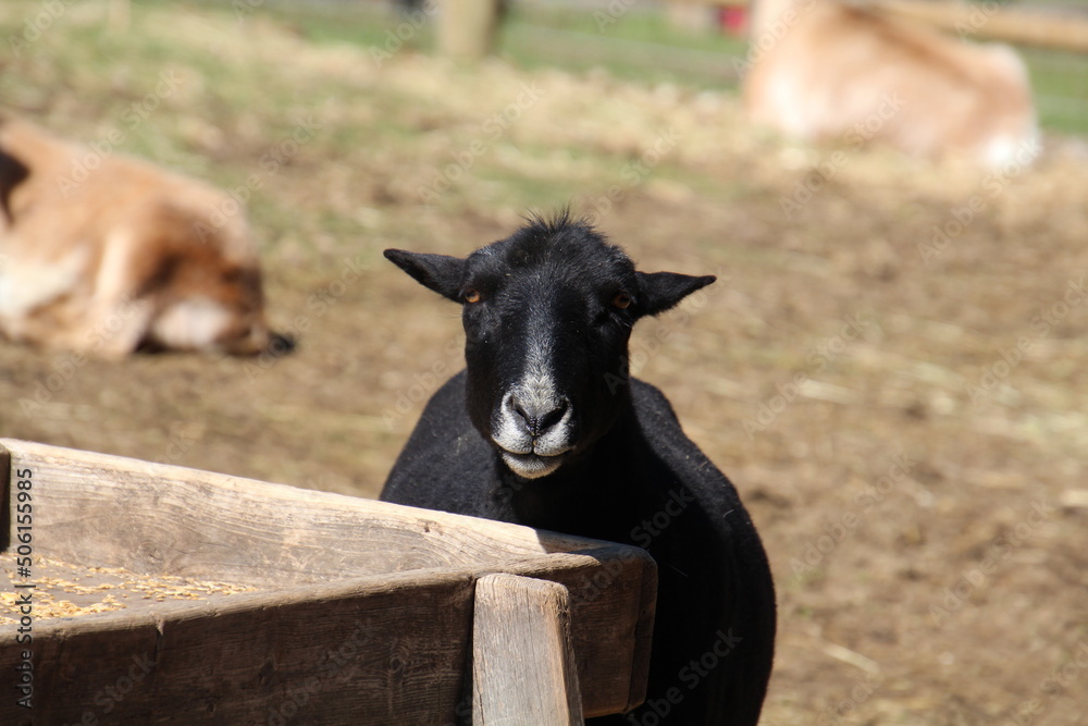 Fototapeta premium goat on the farm