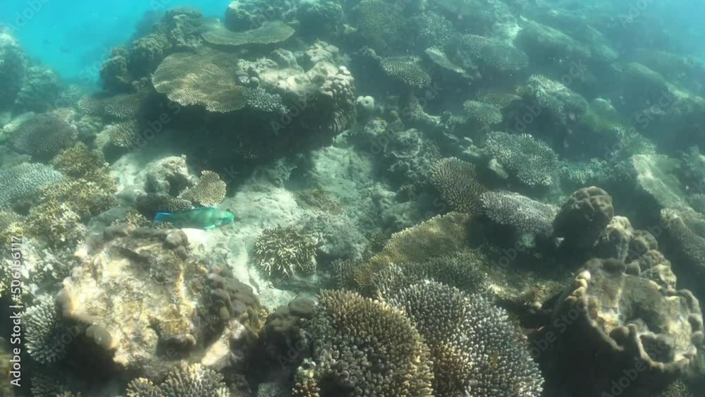 Live corals and fish in Ningaloo Reef Exmouth Western Australia. Live corals and fish in Ningaloo Reef Exmouth Western Australia.