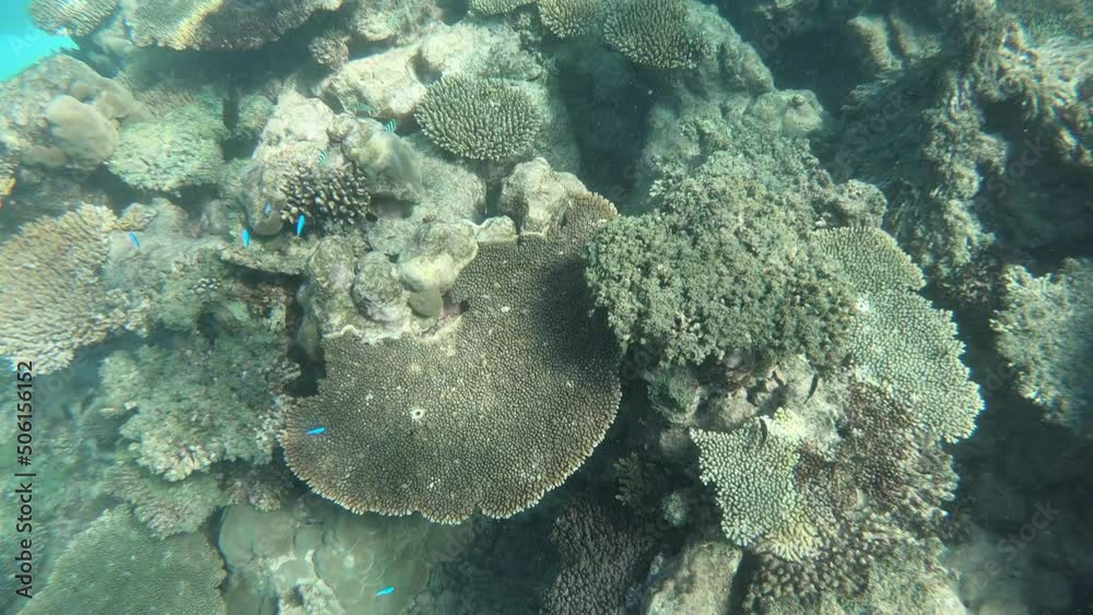 Live corals and fish in Ningaloo Reef Exmouth Western Australia. Live corals and fish in Ningaloo Reef Exmouth Western Australia.