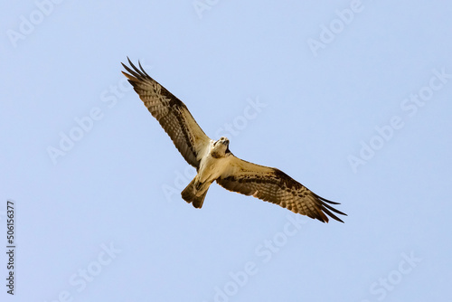 Osprey  Pandion haliaetus  aka sea hawk  fish eagle or fish hawk  is afish-eating bird of prey flying in the blue sky.
