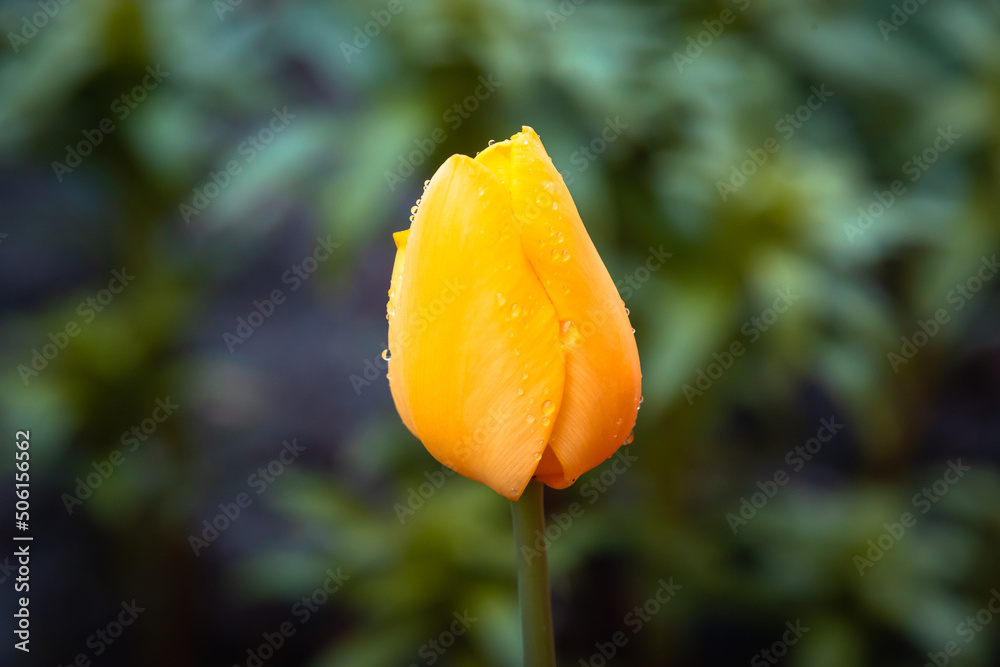 Tulip. Flower after the rain. Tulip. Flower after the rain.