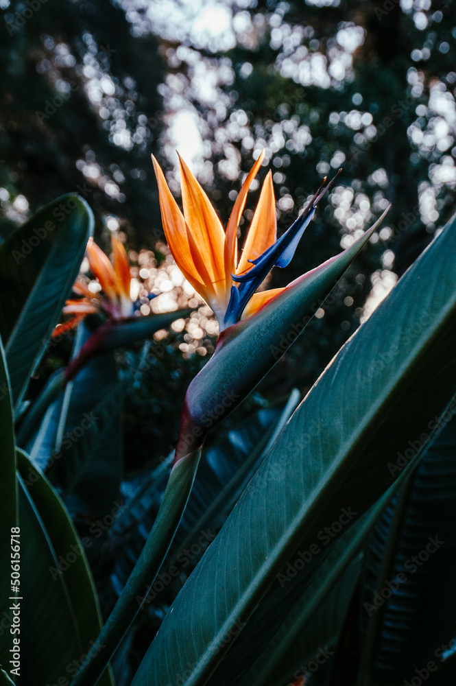 Close-up of plant with flower strelitzia reginae, popularly called little bird or bird of paradise