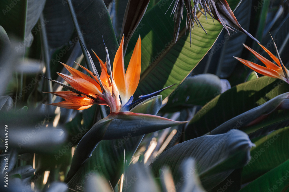 Close-up of plant with flower strelitzia reginae, popularly called little bird or bird of paradise