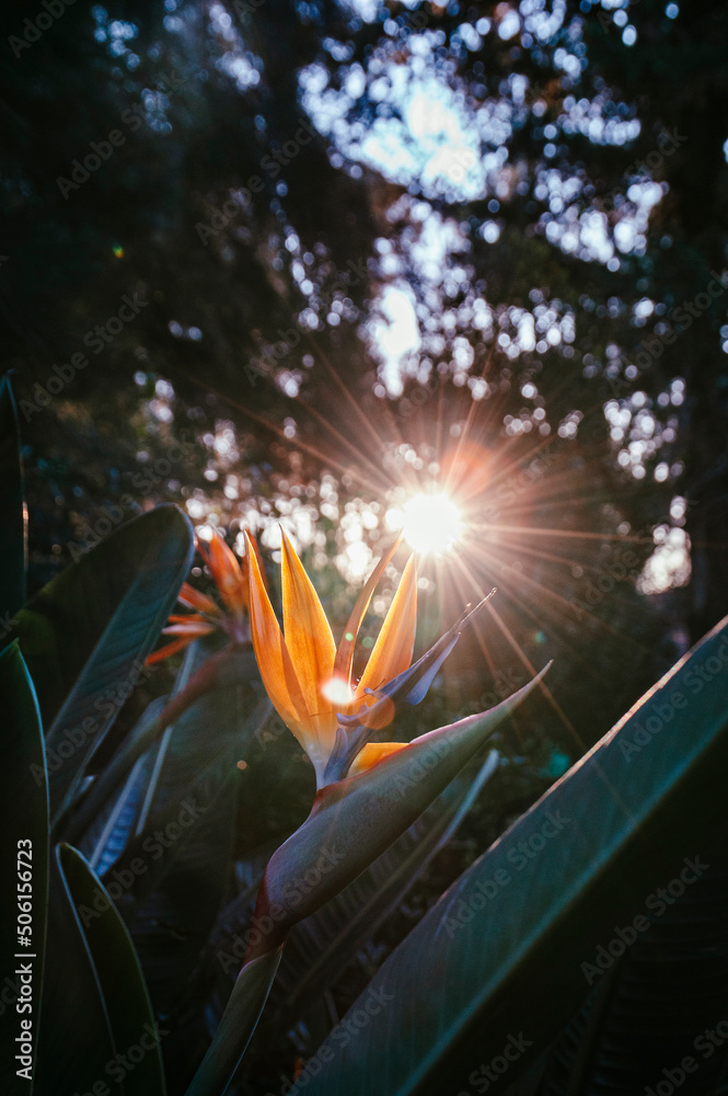 Close-up of plant with flower strelitzia reginae, popularly called little bird or bird of paradise