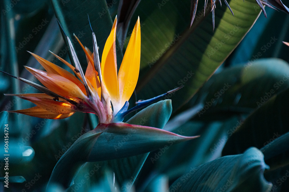 Close-up of plant with flower strelitzia reginae, popularly called little bird or bird of paradise