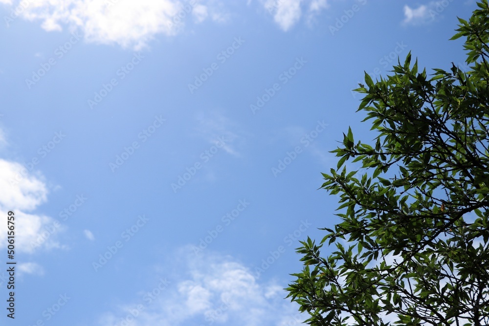 青空と緑の葉っぱ 青空と緑の葉っぱ