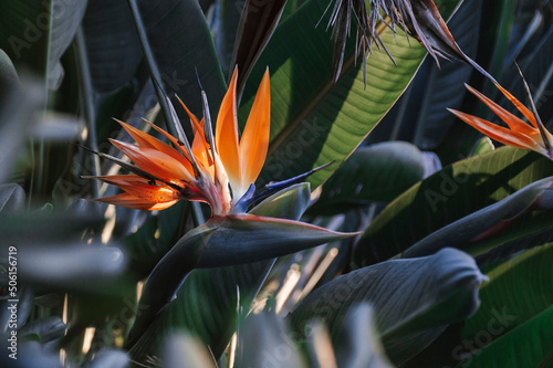 Obraz na płótnie Close-up of plant with flower strelitzia reginae, popularly called little bird or bird of paradise w salonie