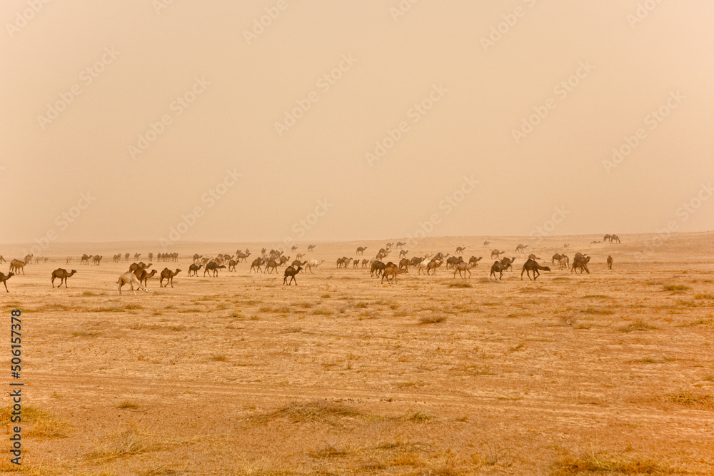 Camels in sand storm Syria