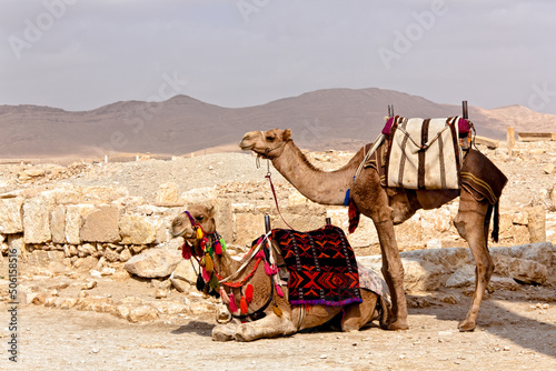 Two Camel in Palmyra Syria © Dario Bajurin
