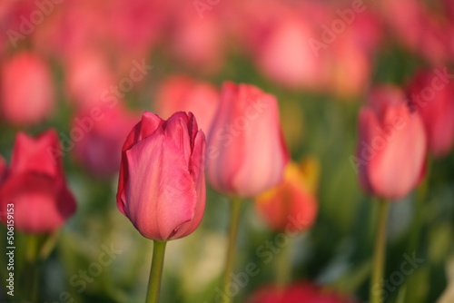 many red tulip flowers under sunlight. Blur background