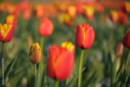 many red yellow tulip flowers under sunlight. Blur background