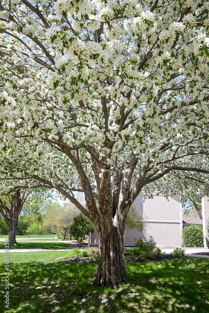 Flowering spring tree with beautiful white blooms growing in a front yard in May