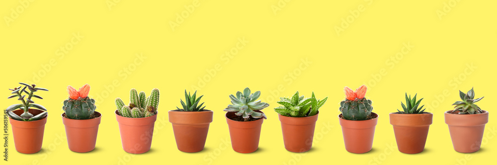 Pots with many different cacti and succulents on yellow background Pots with many different cacti and succulents on yellow background