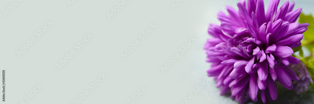 Beautiful aster flower on light background with space for text